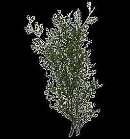 一束美麗花草透明素材