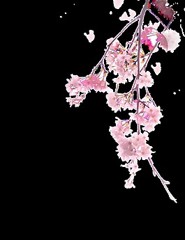 簡(jiǎn)約梅花透明裝飾素材