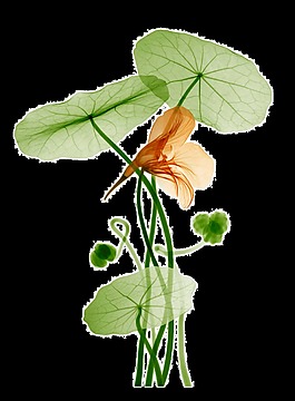 中國畫荷花透明裝飾素材