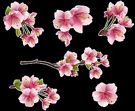 桃花水彩畫透明裝飾素材