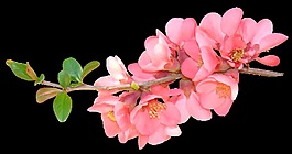 芍藥花水墨畫透明裝飾素材