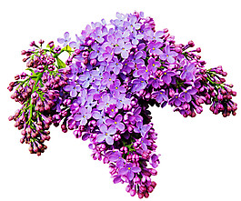 靚麗紫色花朵花束實(shí)物元素