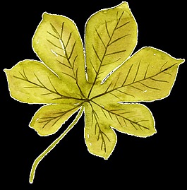 彩色裝飾樹(shù)葉免摳素材