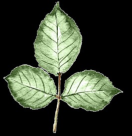 水彩植物叶子免抠图