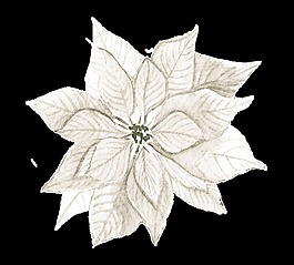 白色花卉免摳圖素材
