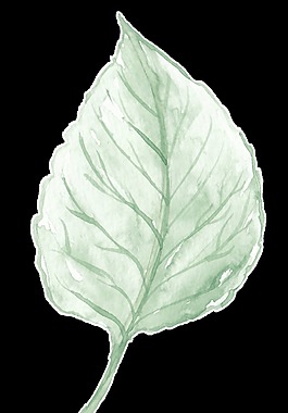 水彩樹葉免摳素材
