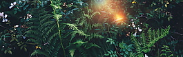 绿色植物森林系banner背景
