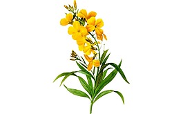清新黃色花朵元素