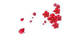 唯美紅色花瓣元素
