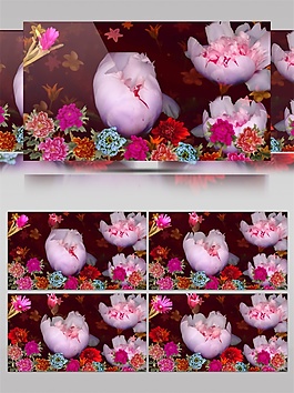 中國(guó)元素花視頻素材
