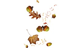 卡通樹(shù)葉堅(jiān)果小清新插畫(huà)png元素
