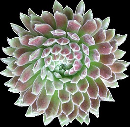多肉植物俯視圖透明素材