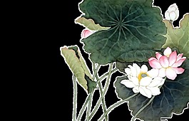 逼真感十足的荷花莲花透明素材
