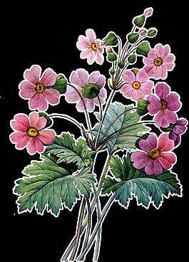 一扎小紅花花束透明素材