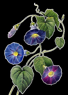 藍(lán)色典雅的牽?；ㄍ该魉夭?/>
                            </a>
                            <div   id=