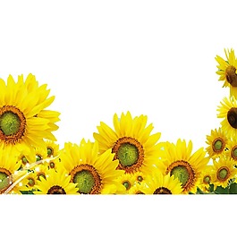 黃色太陽花png元素