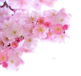 粉色桃花開png元素