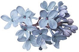 白色花朵png元素