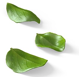三片綠色葉子png元素