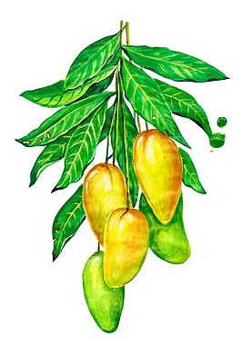 卡通黃色芒果png元素