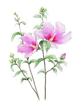 卡通粉色花枝png元素