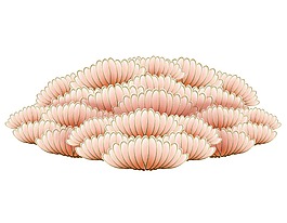 粉色珊瑚群插画png元素