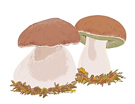 卡通蘑菇png透明元素