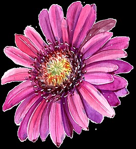 手绘红菊花PNG透明素材