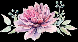 一朵墨菊花PNG透明素材