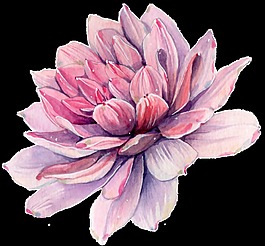 手繪盛開的水彩花PNG透明素材