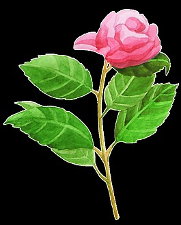 一朵粉紅色玫瑰花PNG透明素材