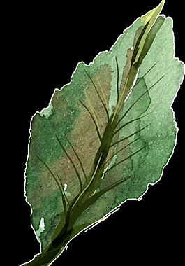手繪水彩一片樹葉裝飾素材