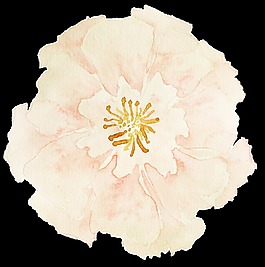 清新素凈簡(jiǎn)約花朵裝飾素材