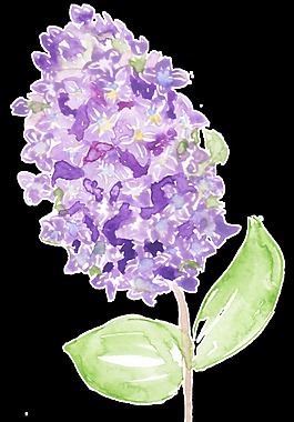 一枝手绘粉紫色花枝装饰素材