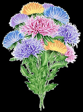 五彩菊花裝飾素材