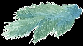 手繪松柏樹(shù)葉樹(shù)枝水彩透明素材