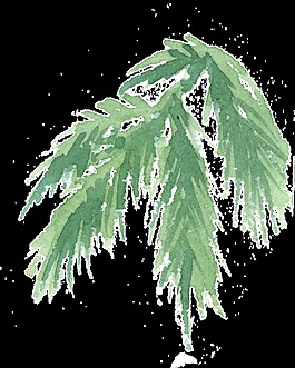 手繪針葉樹枝水彩透明素材