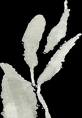 手绘树叶简笔画水彩透明素材