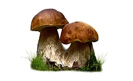 黑色实物蘑菇元素
