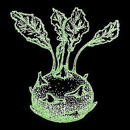 手繪蘿卜透明蔬菜