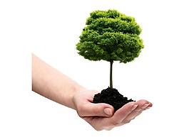 手繪清新大樹元素
