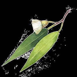 綠葉白花透明素材
