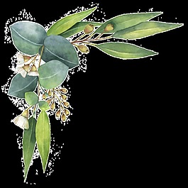 丁香花綠葉透明素材