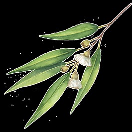 綠色鮮花透明素材