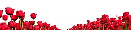 紅色玫瑰花叢png元素
