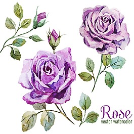 唯美水彩繪紫玫瑰插畫