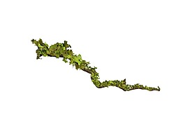 綠色樹葉植物png元素