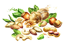 手繪各種堅(jiān)果psd源文件