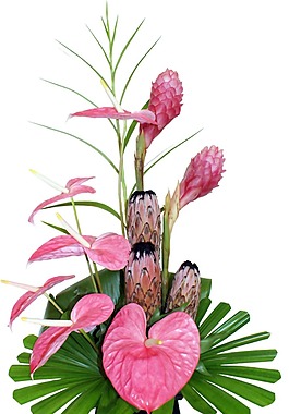 水培紅掌植物png元素