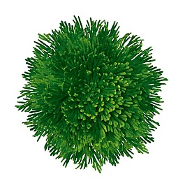 复活草实景png元素